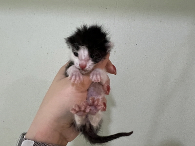 (사)동부동물보호협회_426330202500039